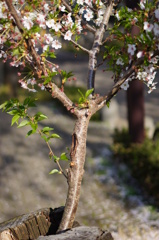 DSC03503