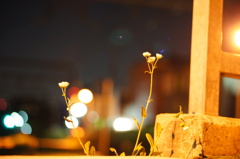 DSC06306