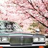 桜とmy car !!