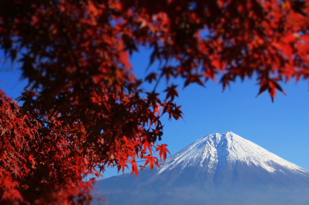 富士紅葉