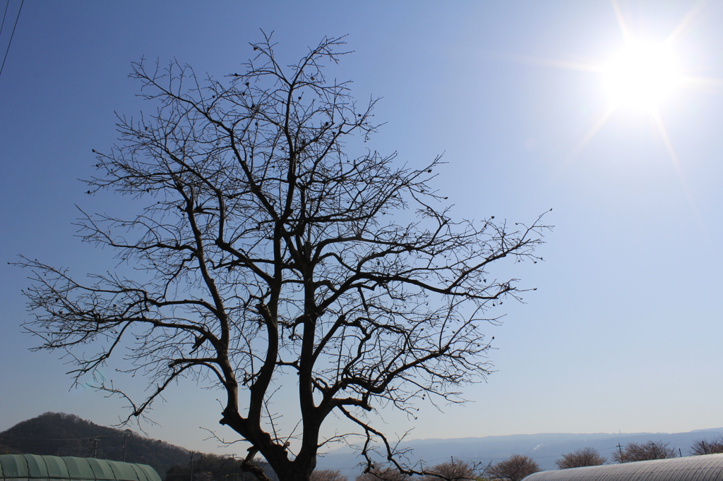 逆光の空