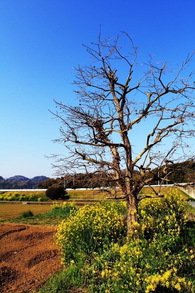 菜の花と枯れ木と青空