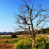 菜の花と枯れ木と青空