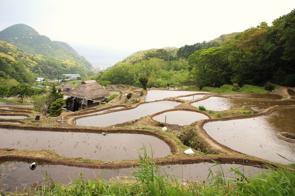 棚田