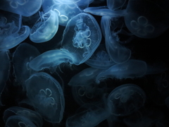 海月