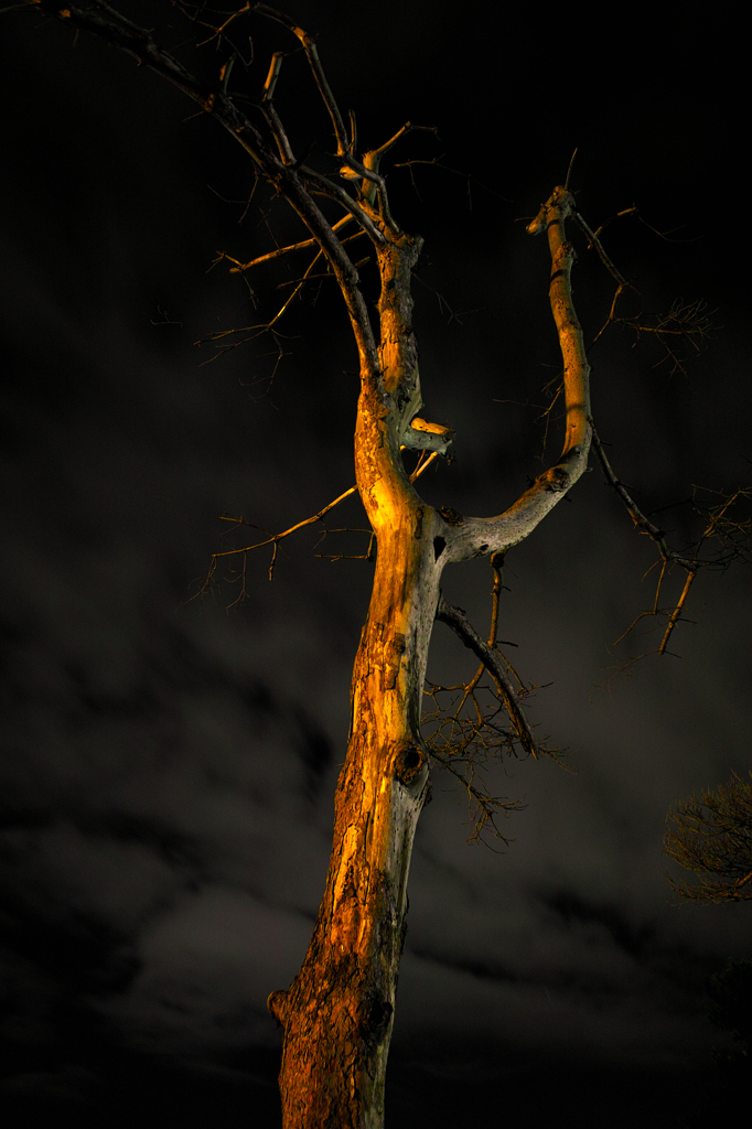 秋枯の夜樹２
