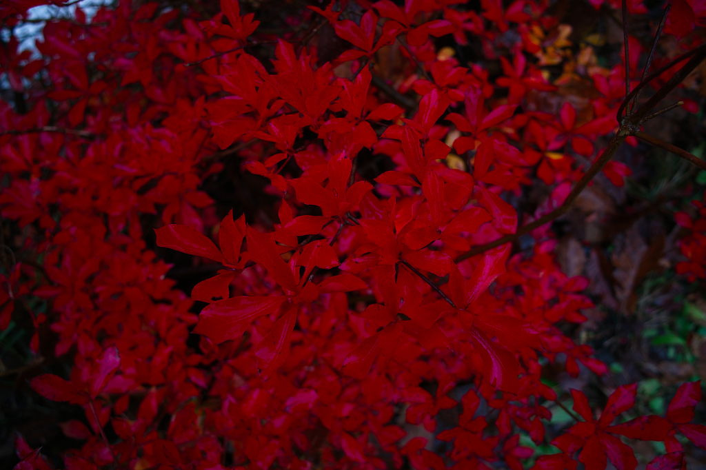 SDIM0137