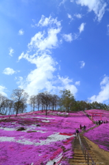 東藻琴芝桜公園3