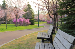 桜並木がある公園