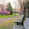 桜並木がある公園
