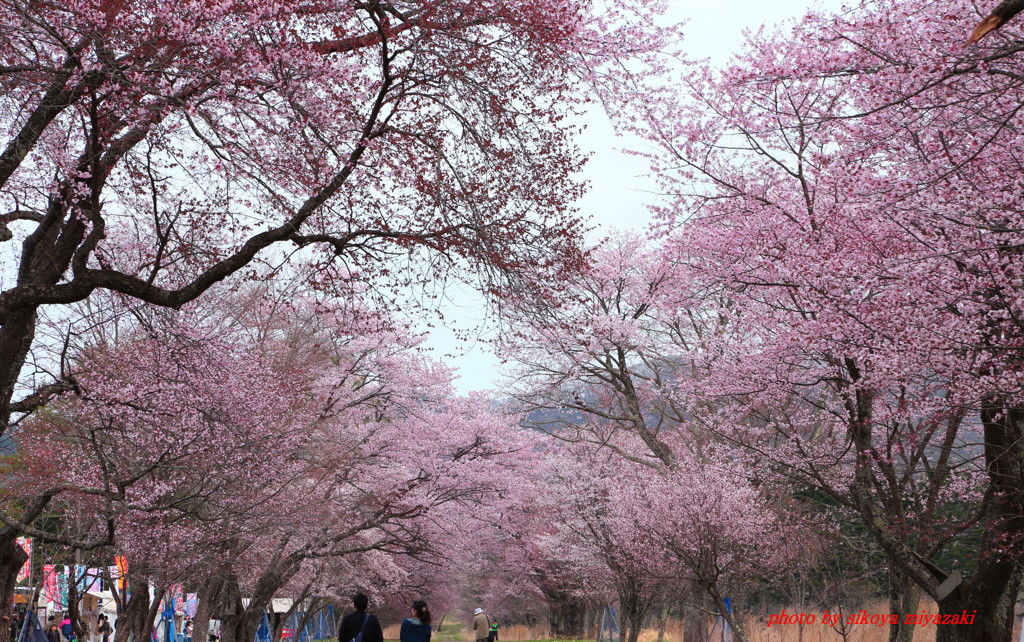 静内二十間道路桜並木～桜トンネル～