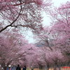 静内二十間道路桜並木～桜トンネル～