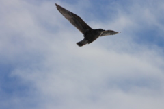 大空