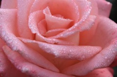 メルヘンのお花