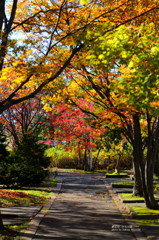 網走中央公園の紅葉