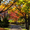 網走中央公園の紅葉