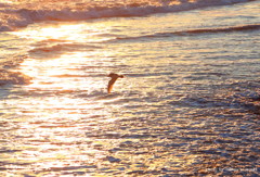 朝焼けと海鳥　網走