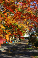 網走中央公園の紅葉2