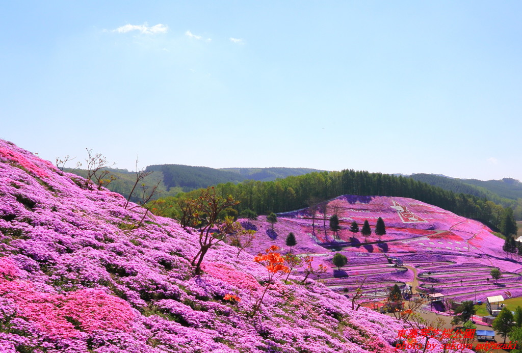 東藻琴芝桜公園