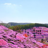 東藻琴芝桜公園