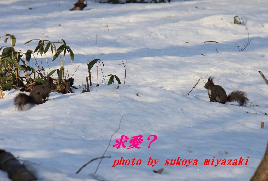 仲良しな森の住民