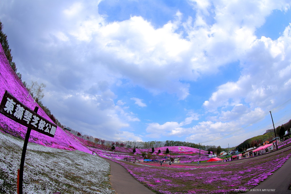 東藻琴芝桜公園2