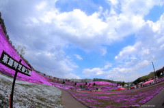 東藻琴芝桜公園2