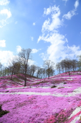 東藻琴芝桜公園