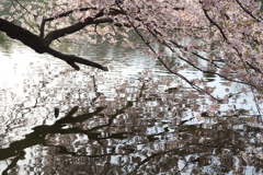 揺らめく春
