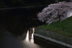 お堀の夜桜