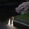 お堀の夜桜