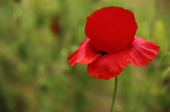 ポピーの花びらに惹かれて