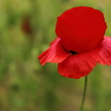 ポピーの花びらに惹かれて