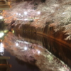 神田川の春