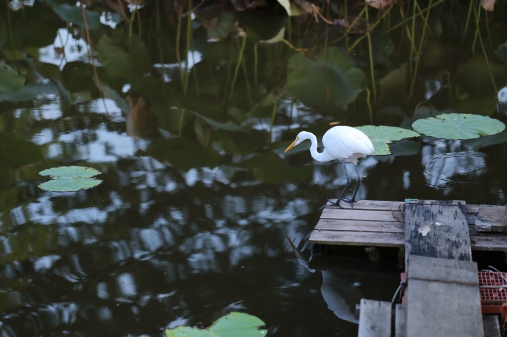 小鷺、成長の過程