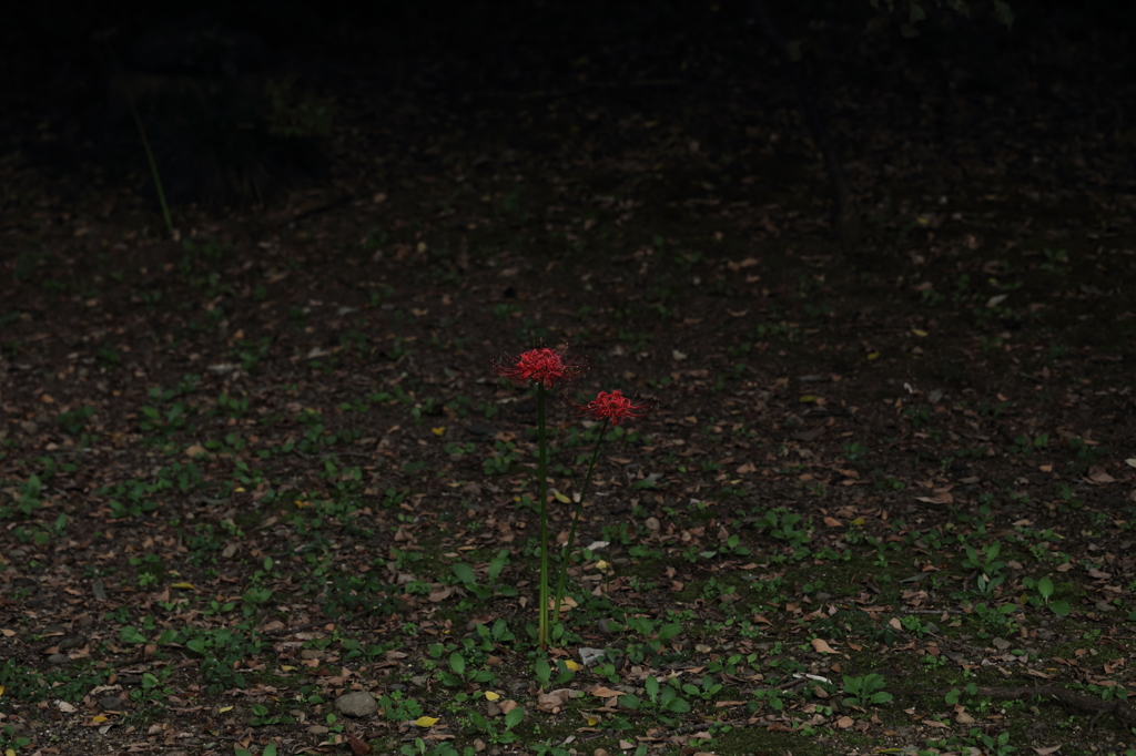 彼岸の花