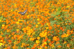 自由の花園