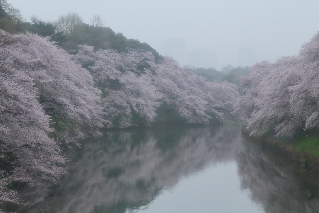 霧中の春