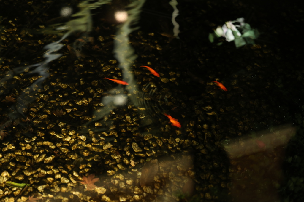 眠らぬ金魚