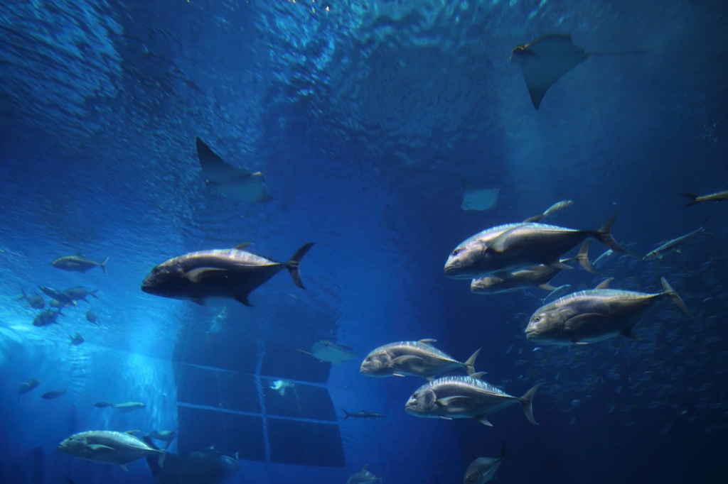 メタリックな魚体