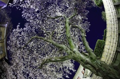 人と桜