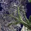 人と桜