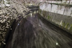 春 神田川の流れ