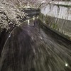 春 神田川の流れ