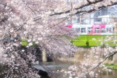 神田川の春