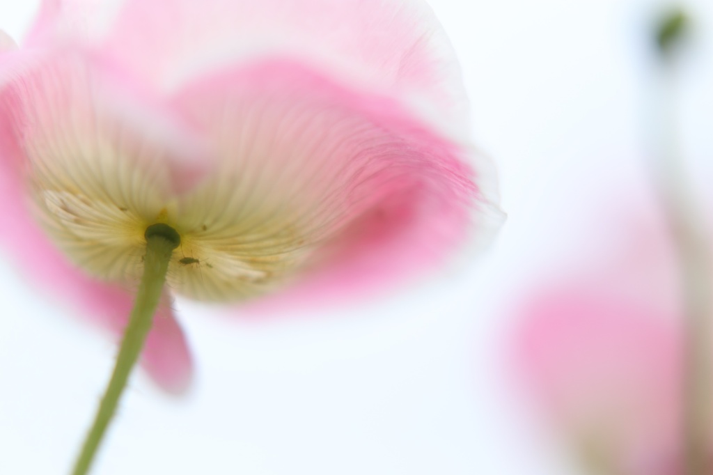 花の下で