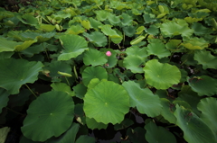 一つの希望