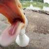 グワッ