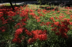 天上の花園