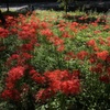 天上の花園